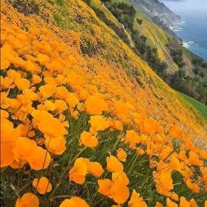 Meet your Posher, Chrissy